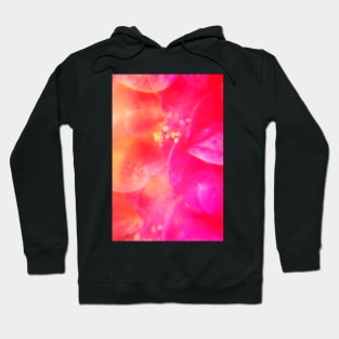 Pink camellia flowers 2 Hoodie